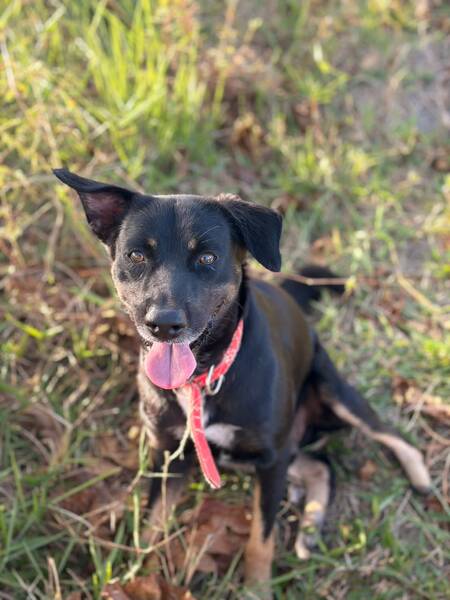 Adopter Blacka