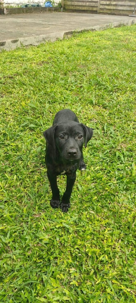 Adopter Baila