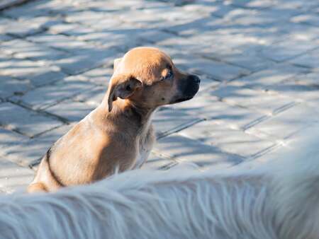 Adopter Shanka
