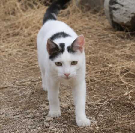 Adopter Neige