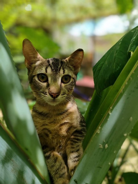 Adopter Bambou 