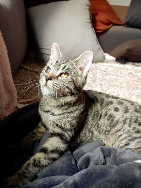 Adopter Bonnie