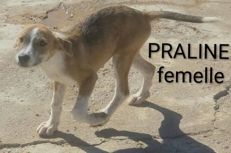 Adopter Praline