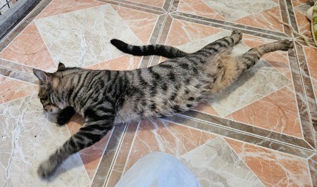 Adopter Oreo