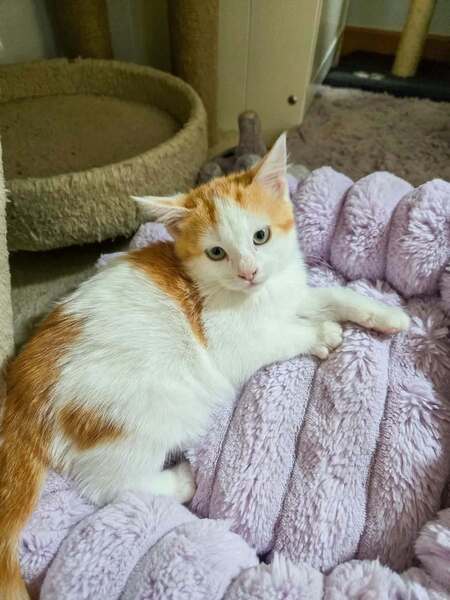 Adopter Bodegua