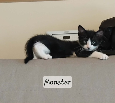 Adopter Monster