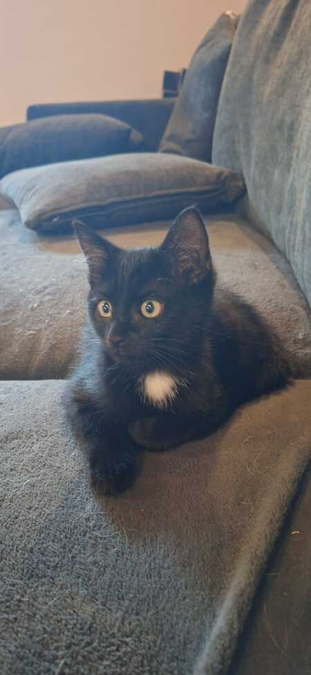 Adopter BAYLA