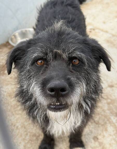 Adopter Coal