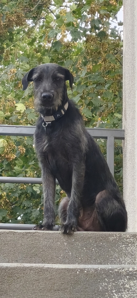 Adopter Drake