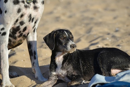 Adopter Sun