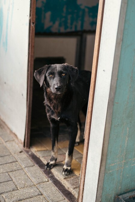 Adopter Tessie