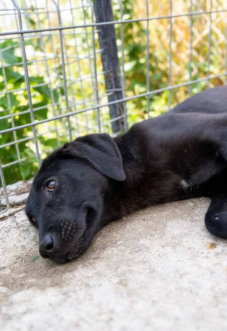 Adopter Senka