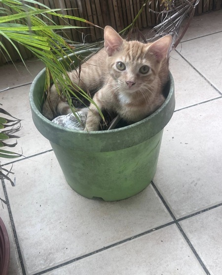 Adopter Simba 