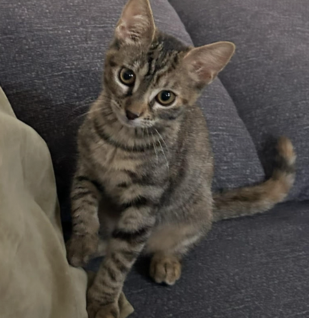 Adopter BARBALALA