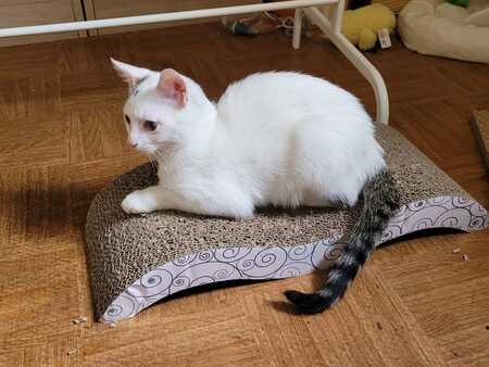 Adopter BIRDIE 