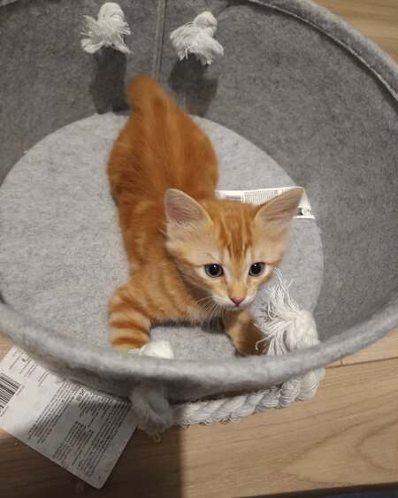 Adopter Maki et Onigiri