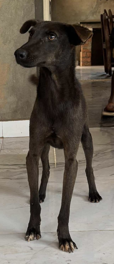 Adopter Doggy