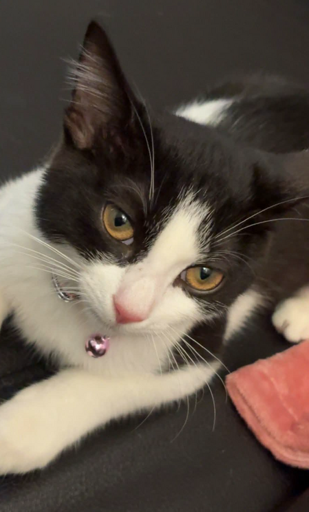 Adopter Kitty