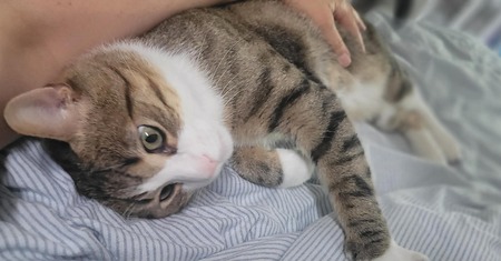 Adopter Tommy