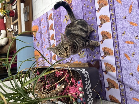 Adopter Luma