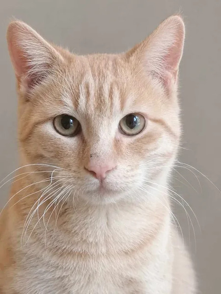 Adopter Roucky