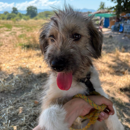 Adopter MACHA