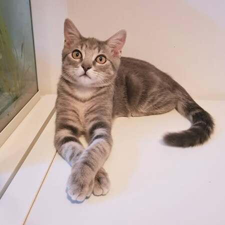 Adopter KODA