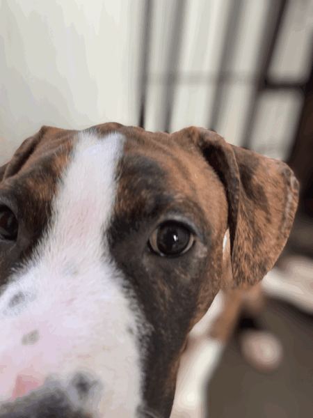 Adopter Brownie