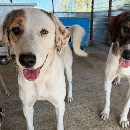 Adopter Rose
