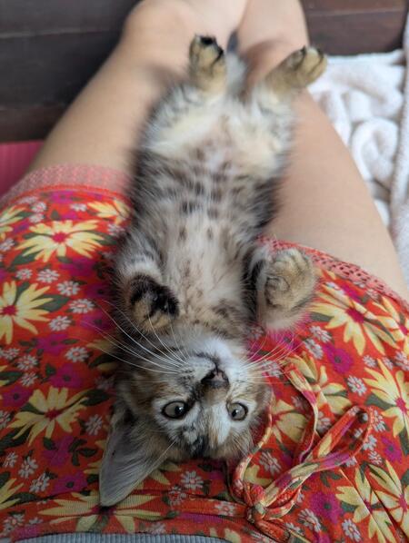 Adopter Soka