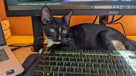 Adopter Bulle