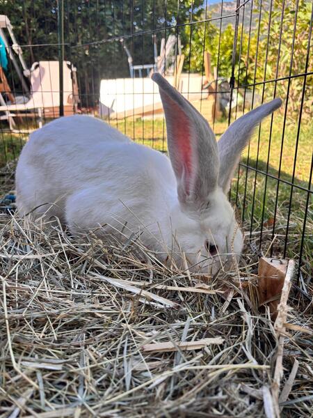 Adopter HOPPE