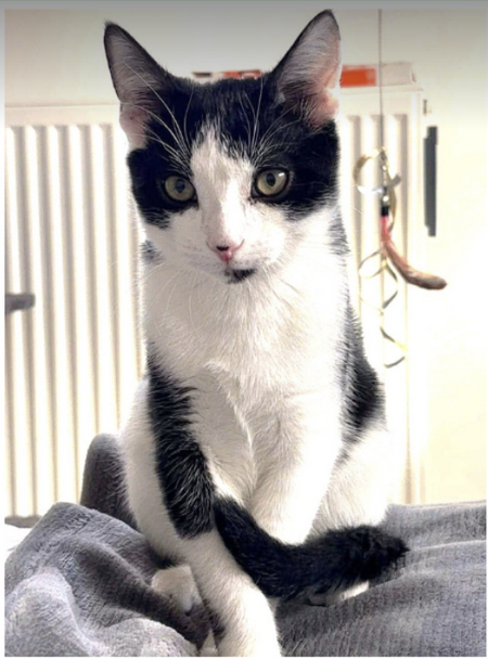 Adopter Sirius
