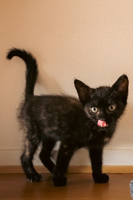 Adopter HENRIETTE