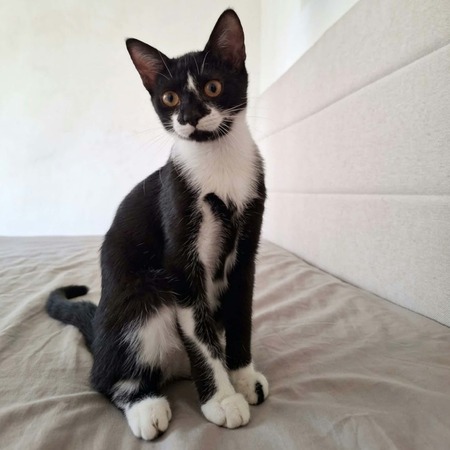 Adopter Xena