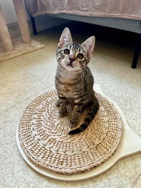 Adopter Buzz