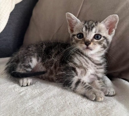 Adopter Goudurix 