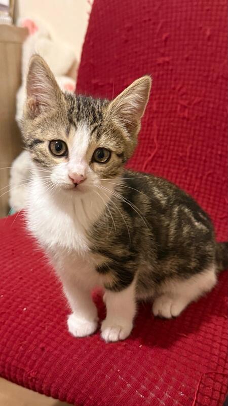 Adopter Romane