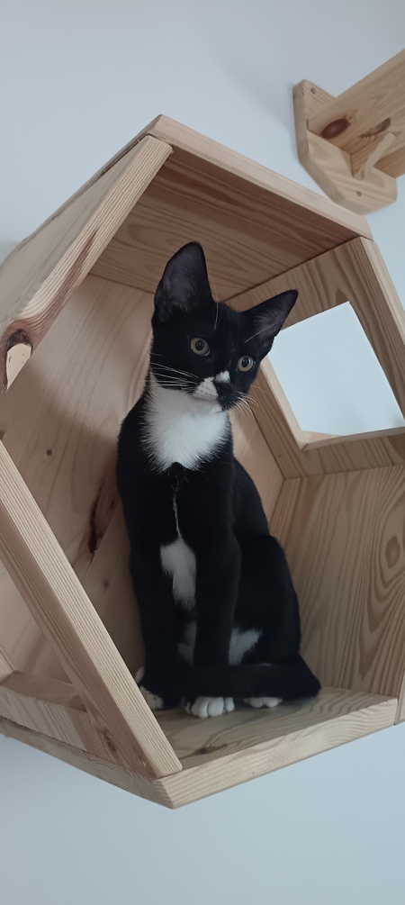 Adopter Binx