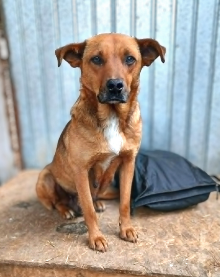 Adopter Sépia