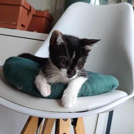 Adopter Délizia