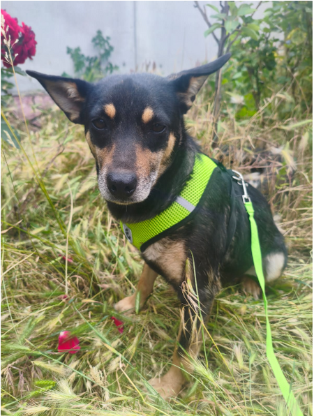 Adopter JOUJA, chienne de Ukraine !
