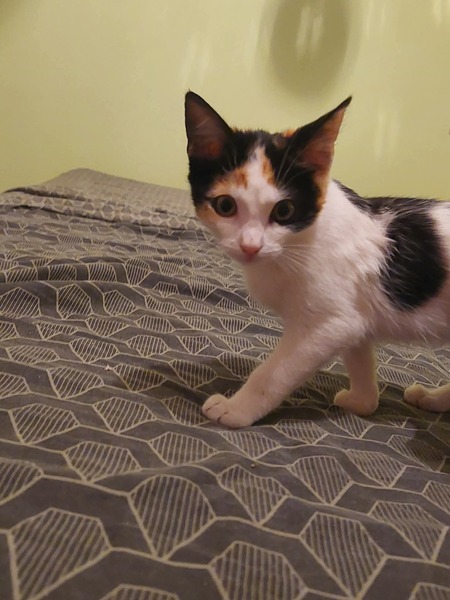 Adopter Nova