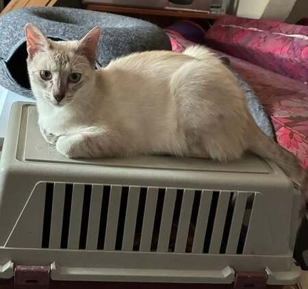 Adopter Marjolaine