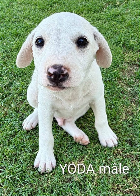 Adopter Yoda