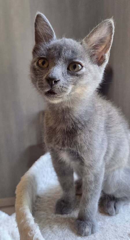 Adopter MUNE