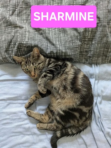 Adopter Sharmine 