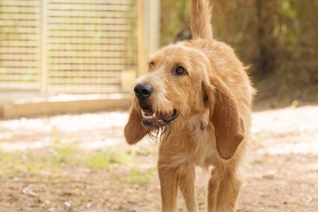 Adopter PLUTO