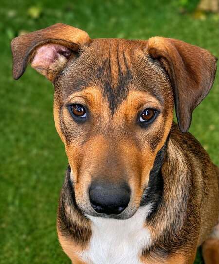 Adopter Blue