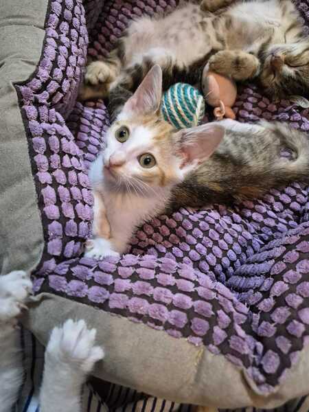 Adopter Jessie